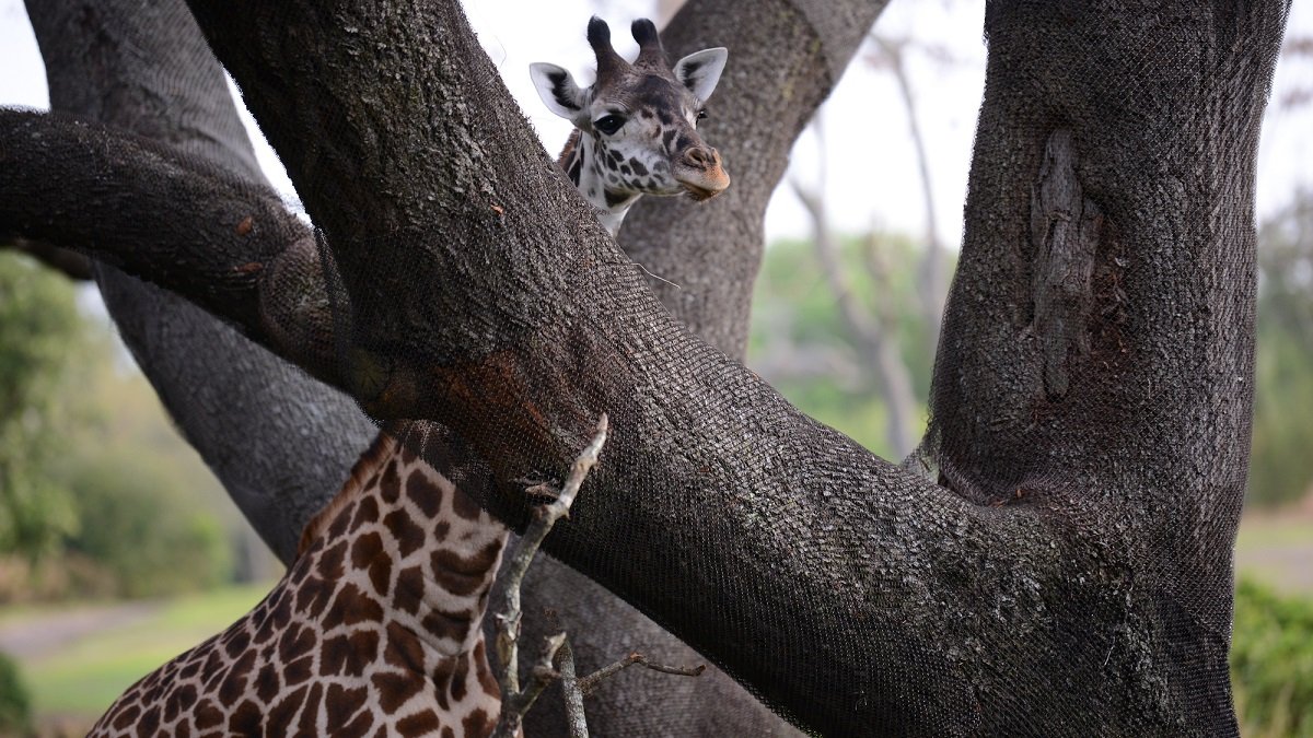 Magic of Disney’s Animal Kingdom