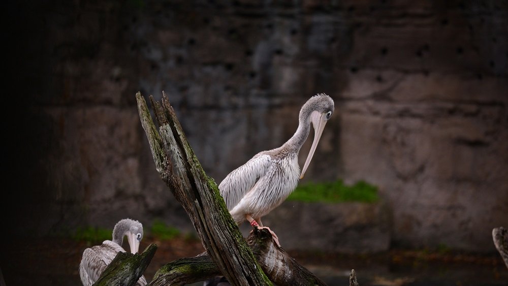 Magic of Disney’s Animal Kingdom